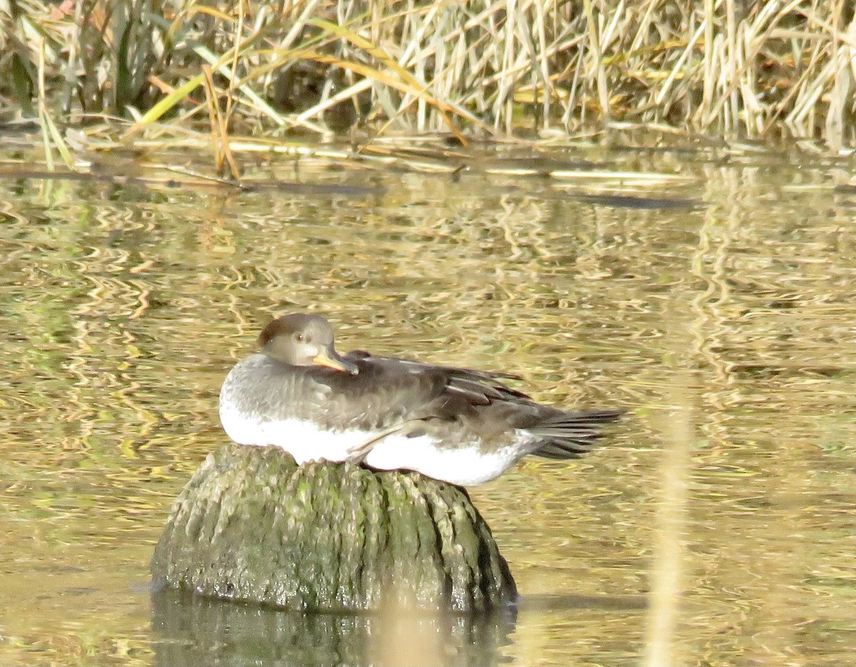 Hooded Merganser - ML394229501