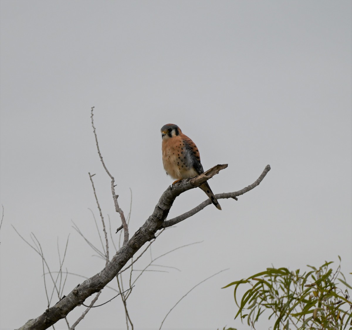 American Kestrel - ML394230431