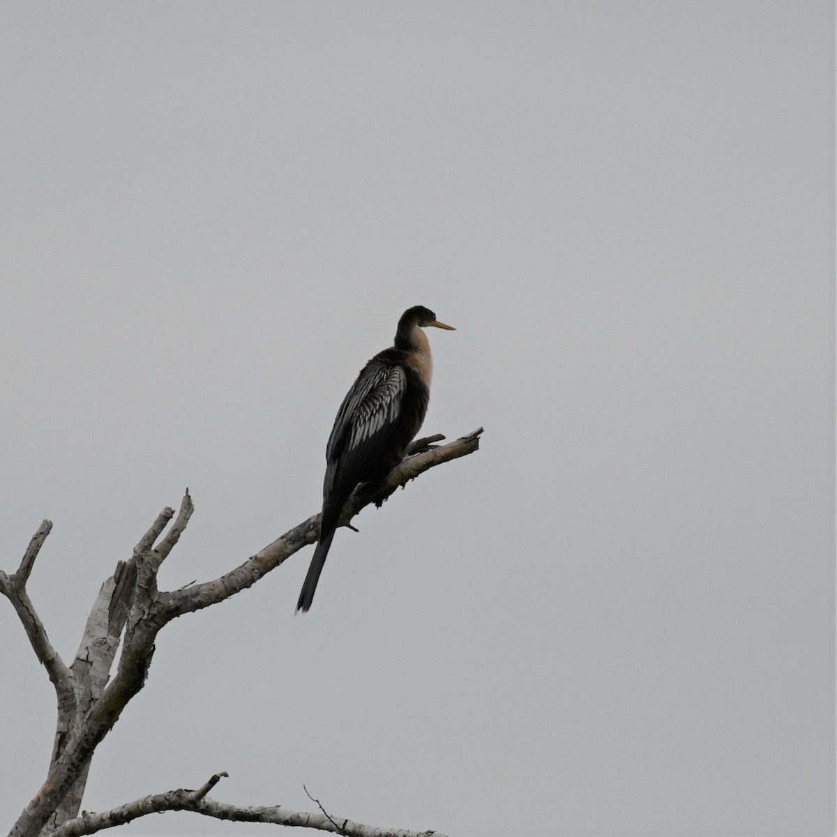 Amerika-Schlangenhalsvogel - ML394230561