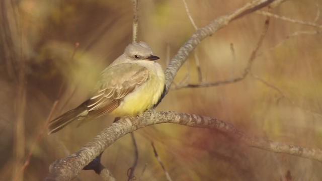 Western Kingbird - ML394233701