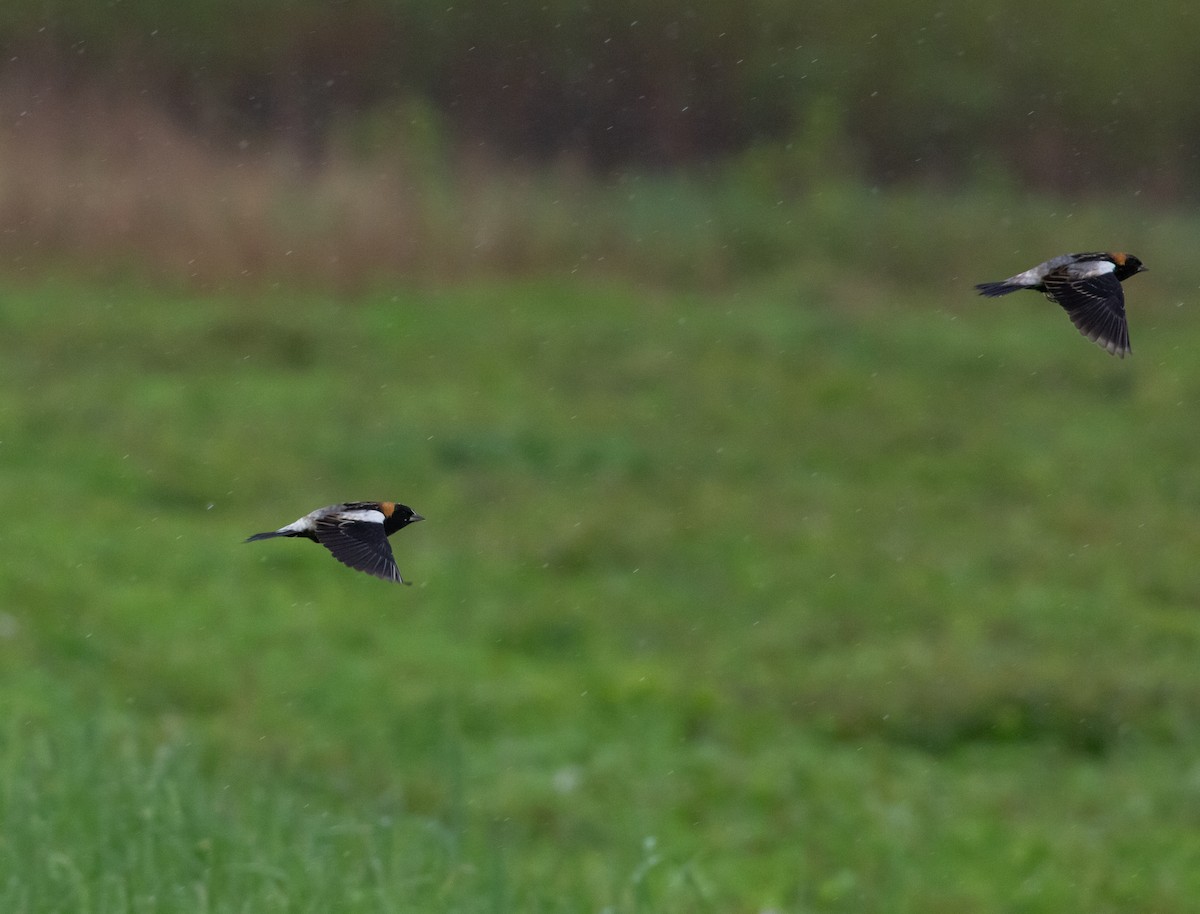 Bobolink - Paul Mandala