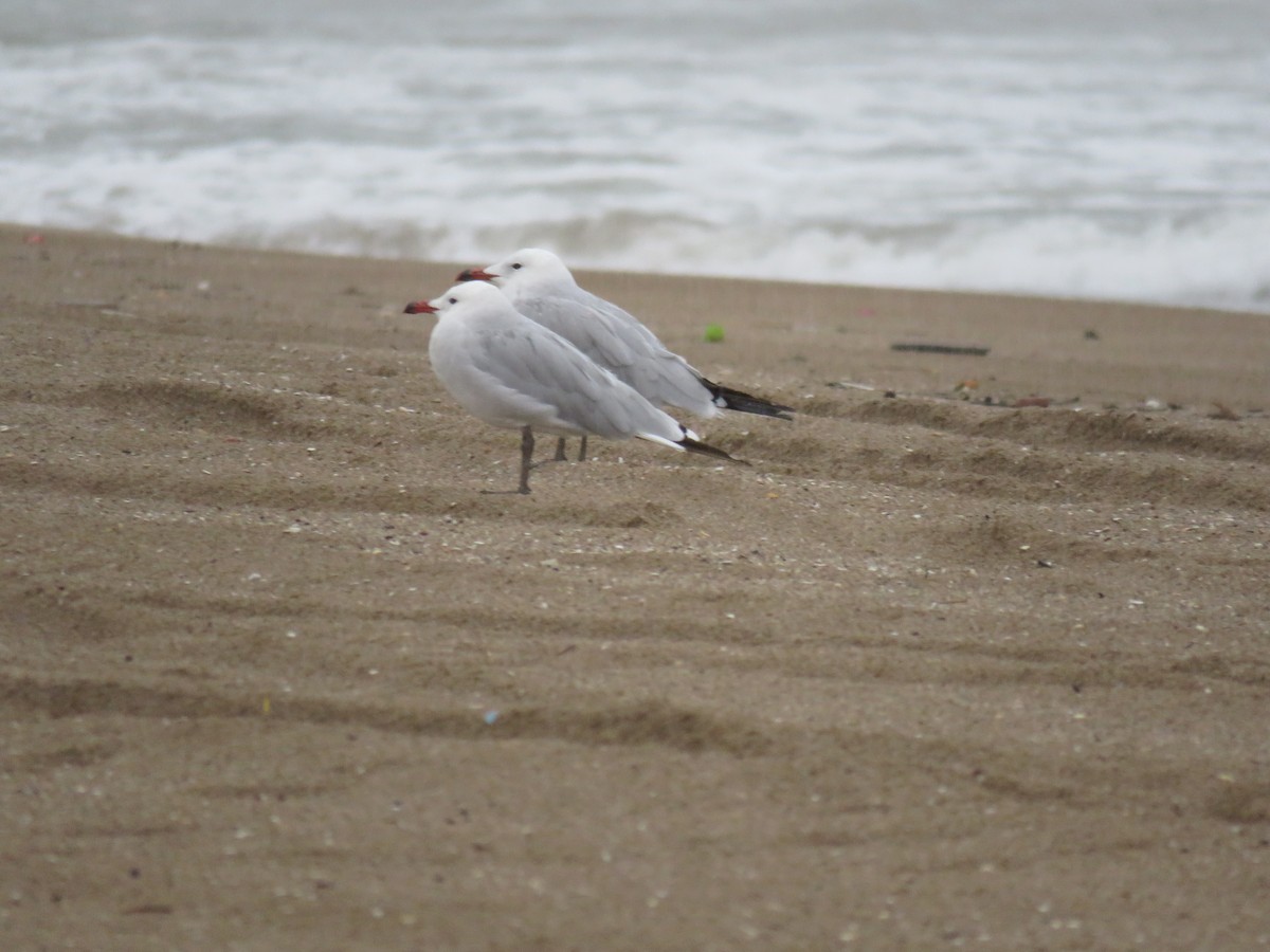 Audouin's Gull - ML394235811