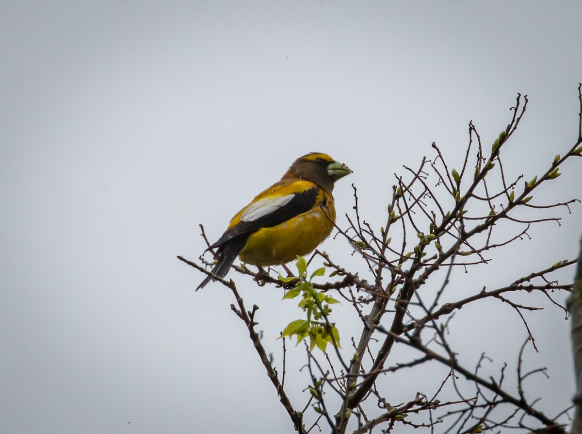 Evening Grosbeak - Paul Mandala