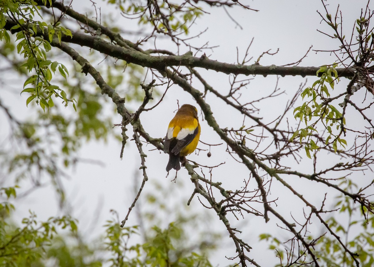 Evening Grosbeak - Paul Mandala