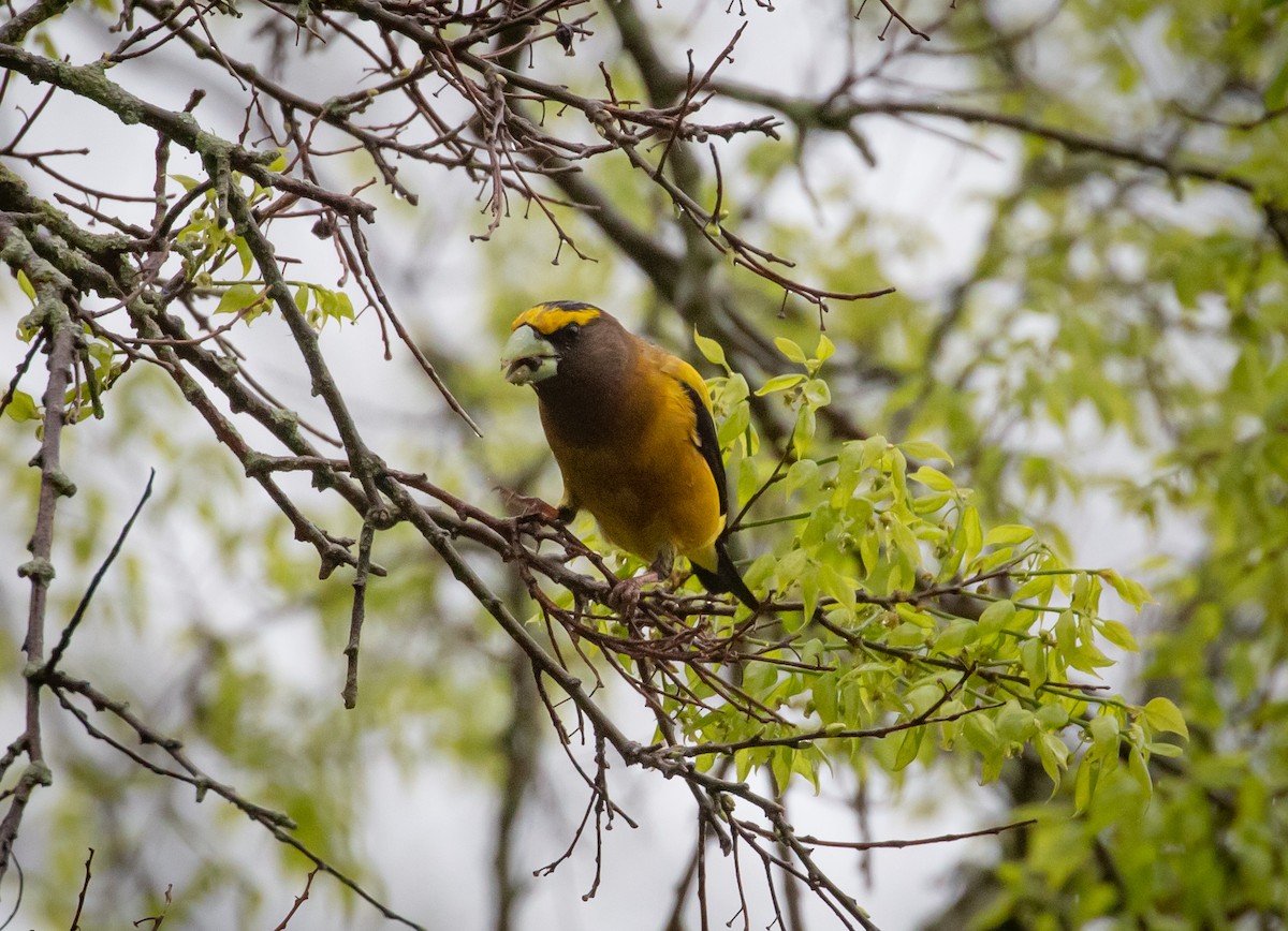 Evening Grosbeak - Paul Mandala