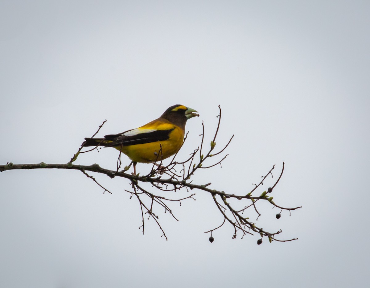 Evening Grosbeak - Paul Mandala