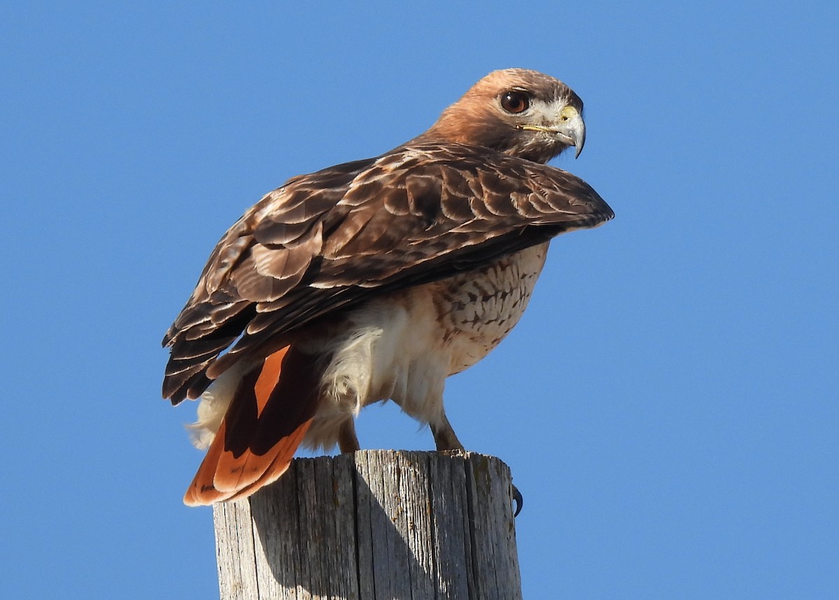 Red-tailed Hawk - ML394239991