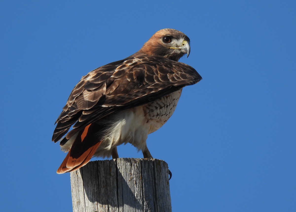 Red-tailed Hawk - ML394240001