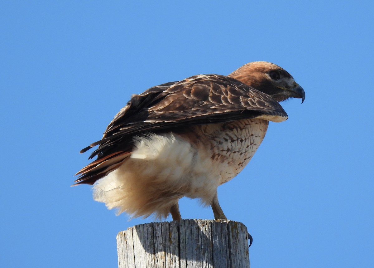 Red-tailed Hawk - ML394240031