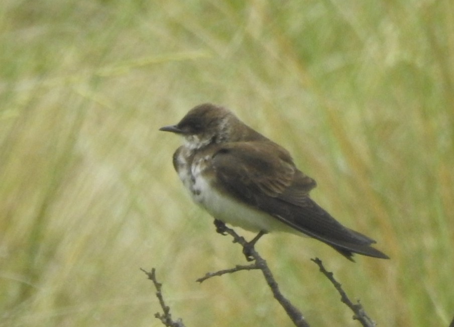 Golondrina Parda - ML394240591