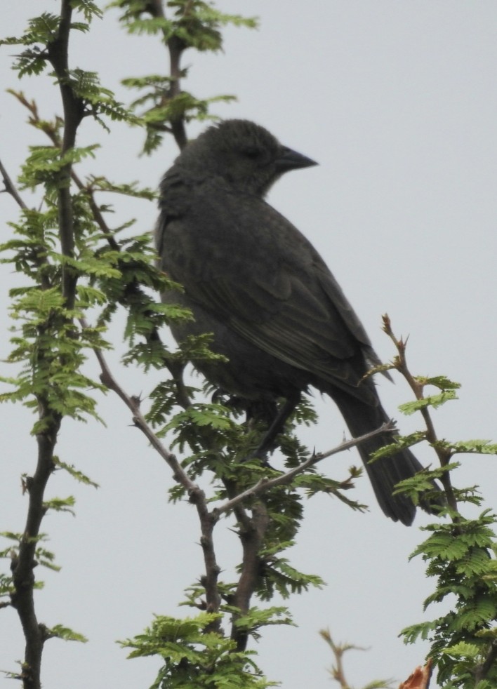 Shiny Cowbird - ML394240661