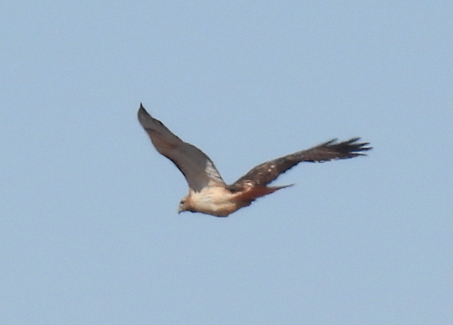 Red-tailed Hawk - ML394241011