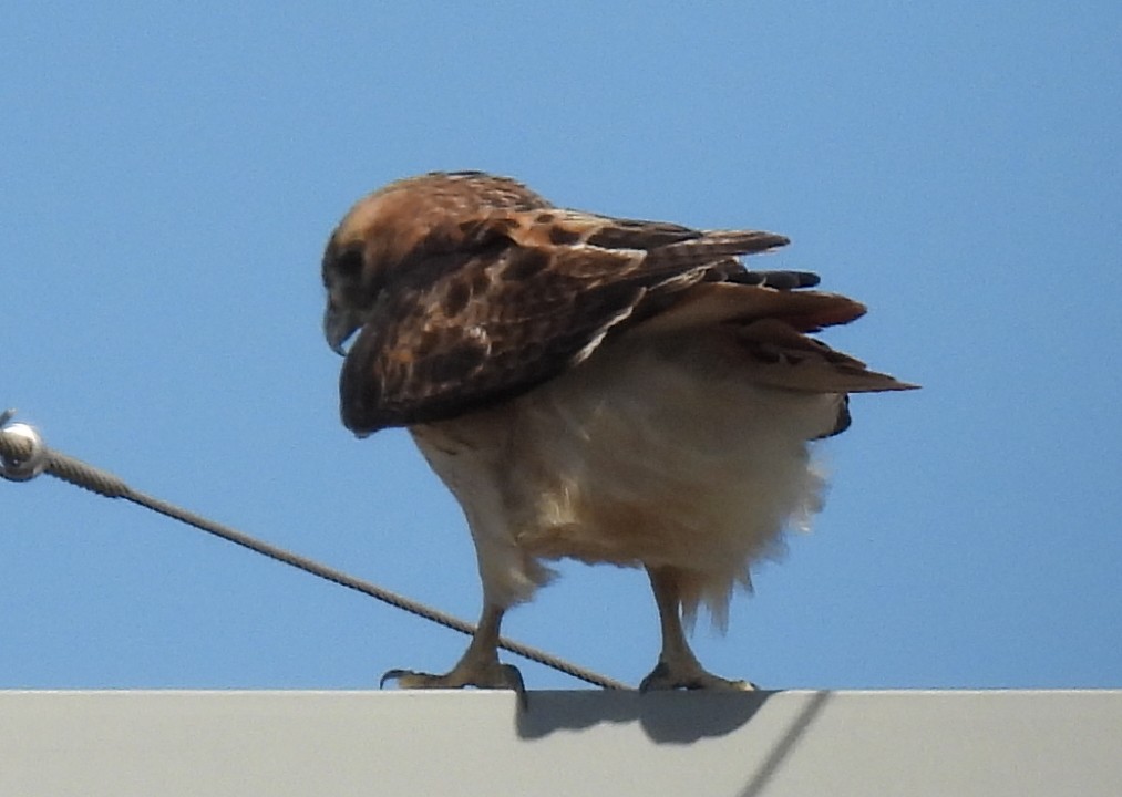 Red-tailed Hawk - ML394241031