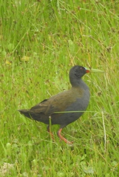 Plumbeous Rail - ML394241201