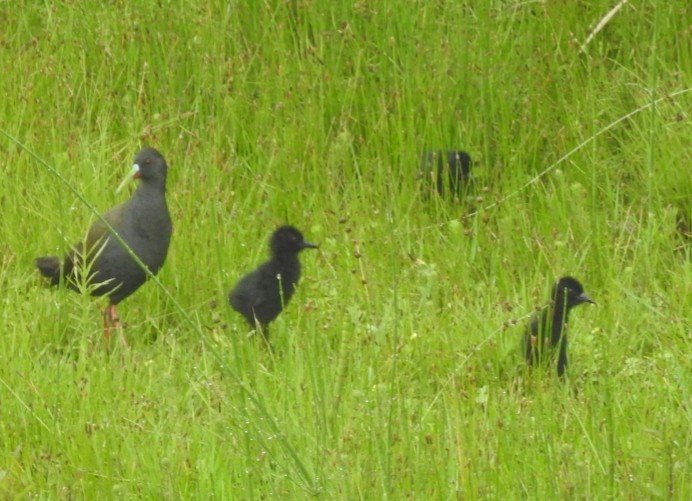 Plumbeous Rail - ML394241221