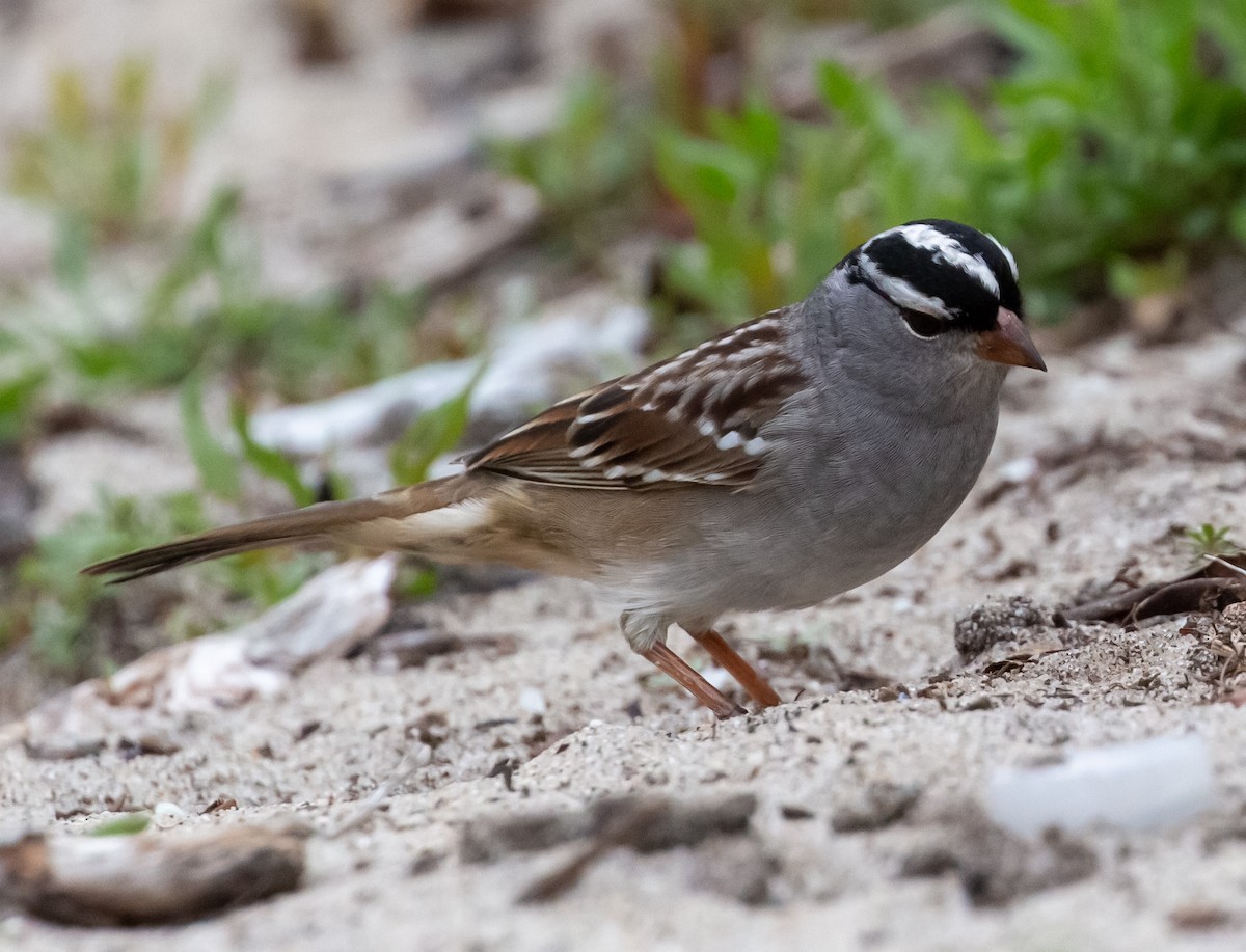 White-crowned Sparrow - ML394242921