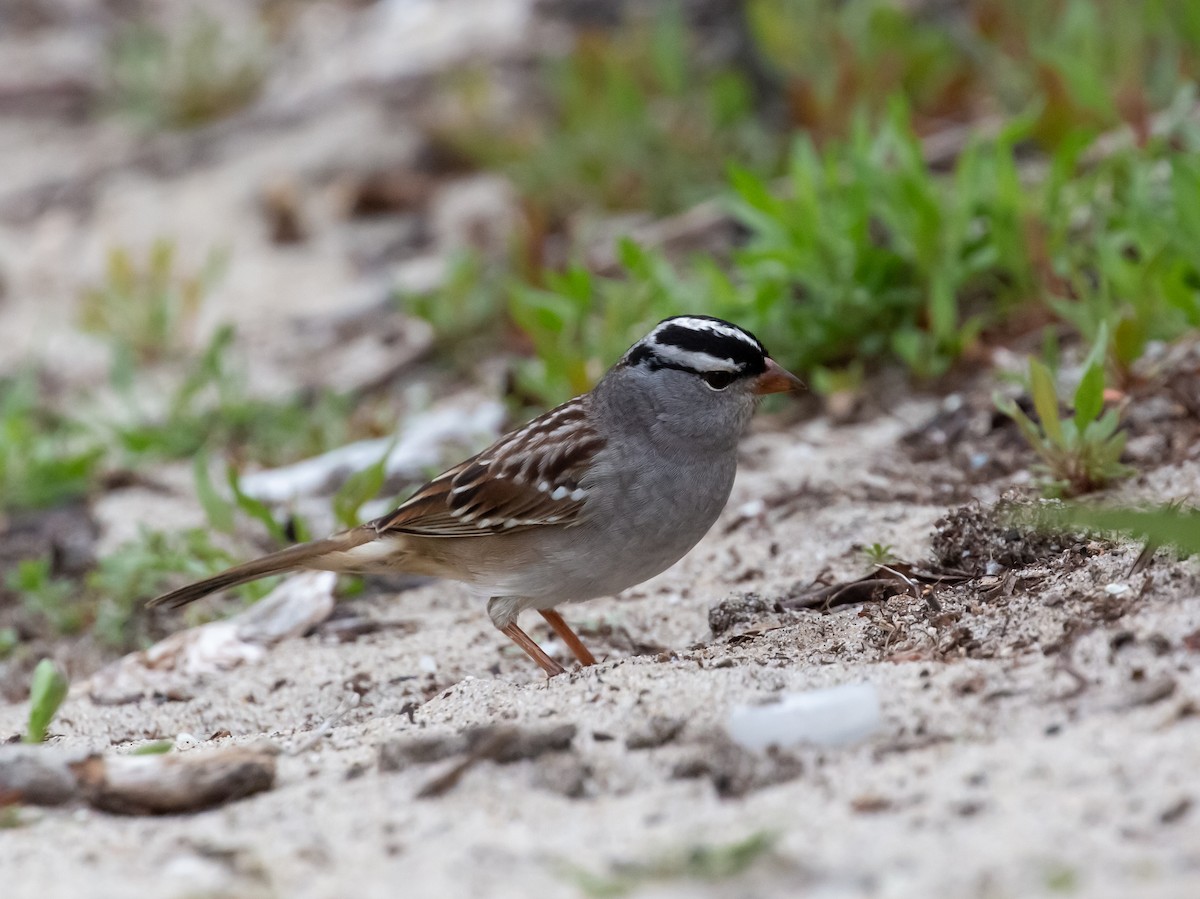 White-crowned Sparrow - ML394242951