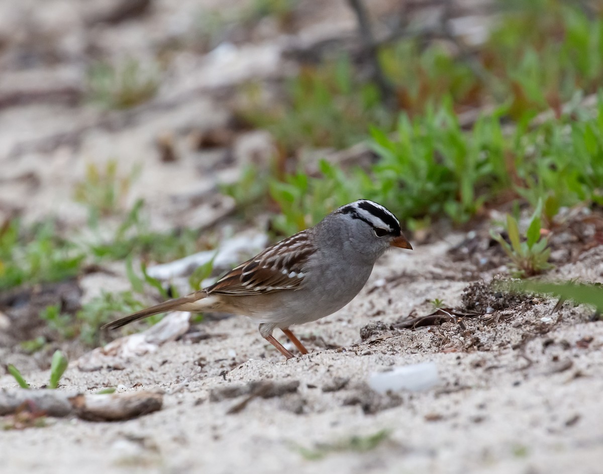 White-crowned Sparrow - ML394242961