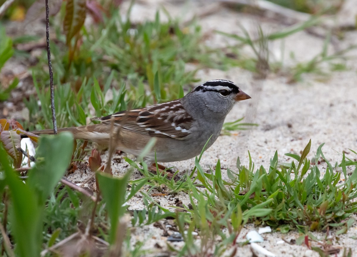 White-crowned Sparrow - ML394242971