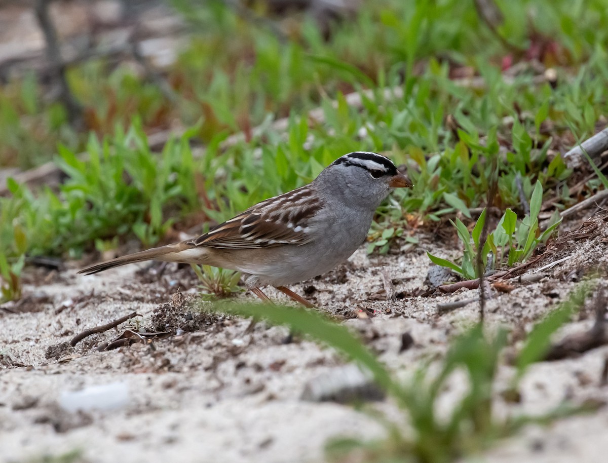 White-crowned Sparrow - ML394242981