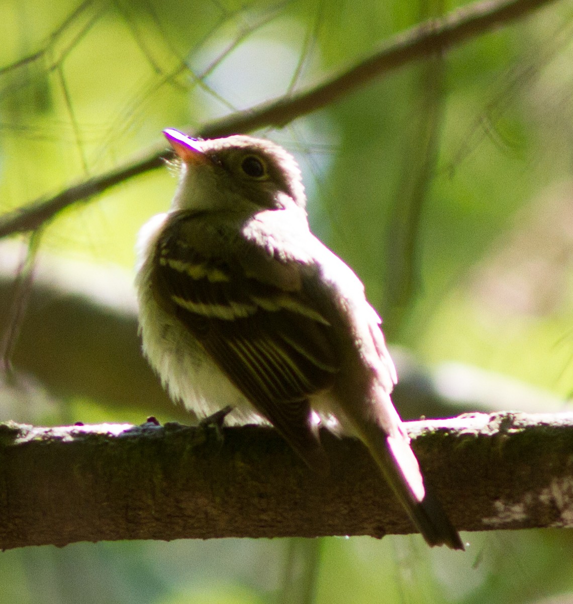 Acadian Flycatcher - ML394243011