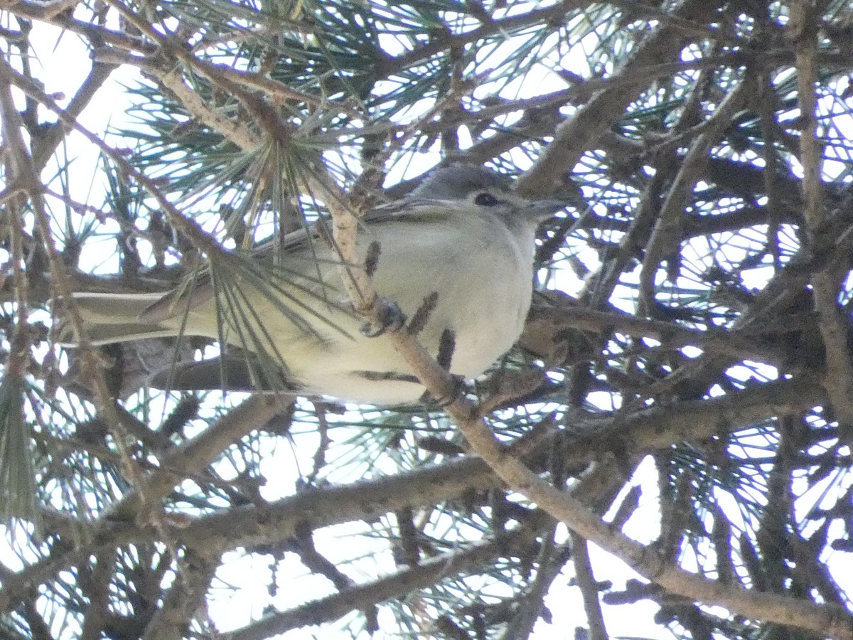 Plumbeous Vireo - ML394246801