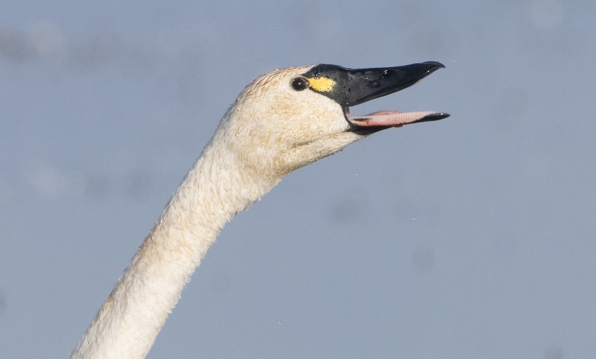 Tundra Swan (Whistling) - ML394249631