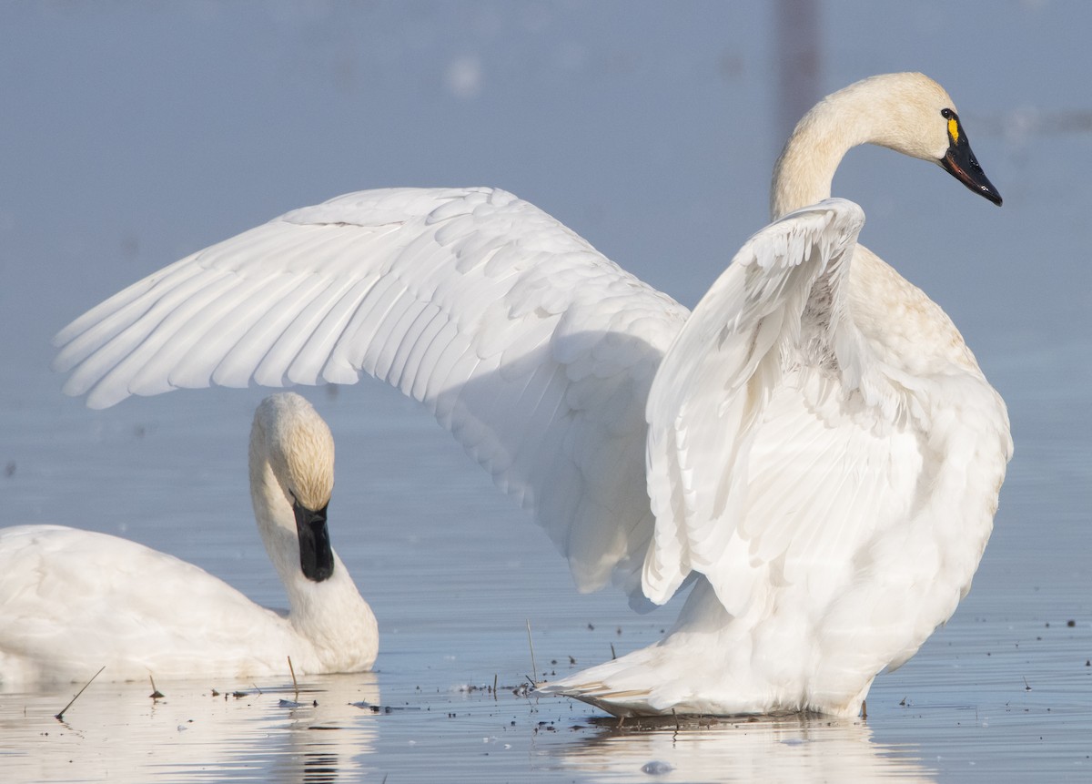 Tundra Swan (Whistling) - ML394249741