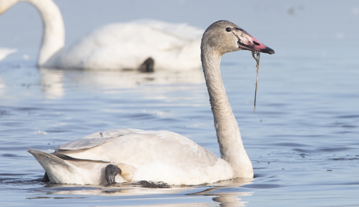 Cygne siffleur (columbianus) - ML394249761