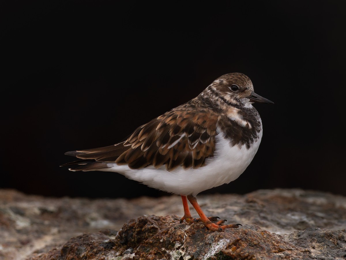 Ruddy Turnstone - ML394249951