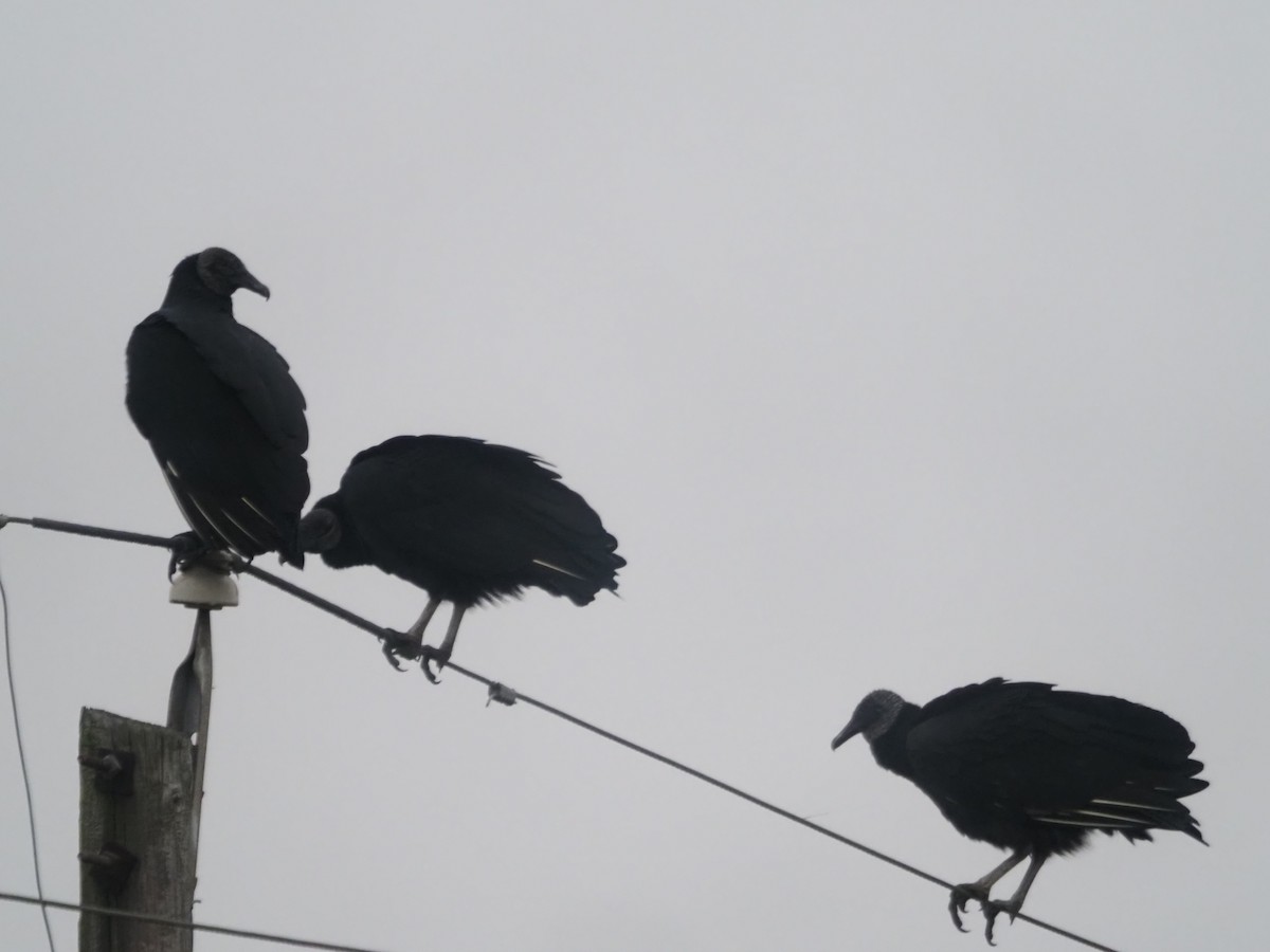 Black Vulture - ML394251911