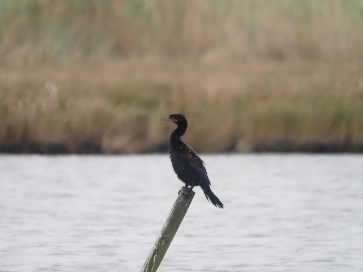 Cormoran vigua - ML394252361