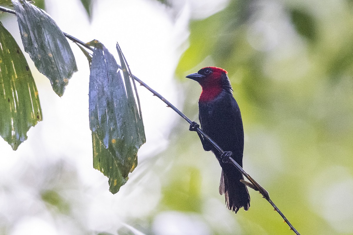 Crested Malimbe - ML394252891