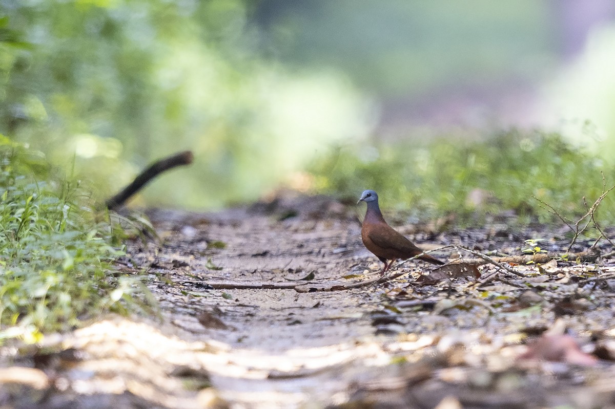 Blue-headed Wood-Dove - ML394253351