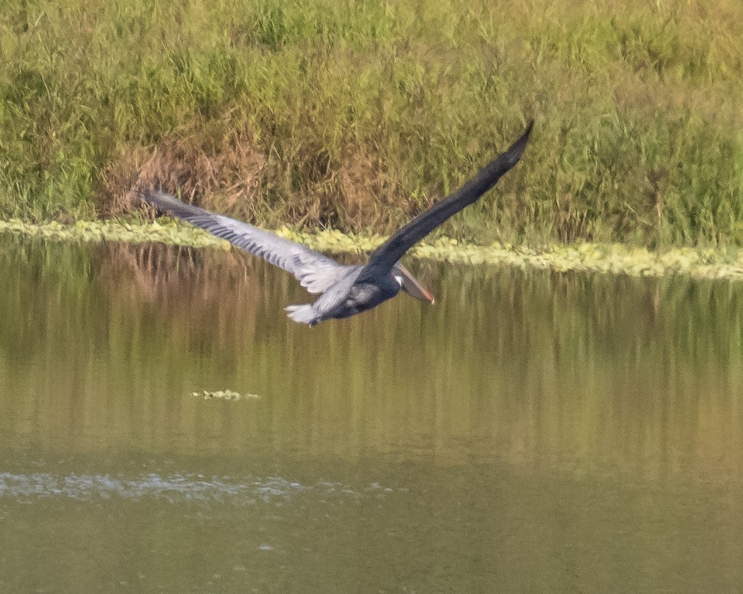 Brown Pelican - ML394256631