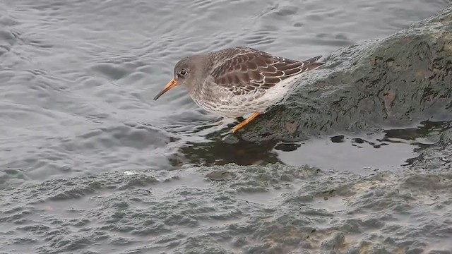 Purple Sandpiper - ML394257921