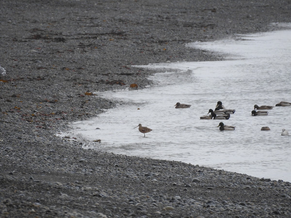Marbled Godwit - ML394258491