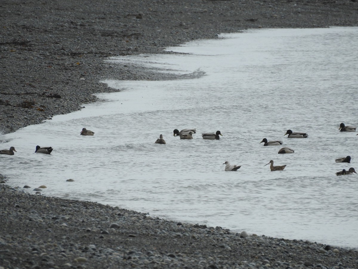 Marbled Godwit - ML394258501