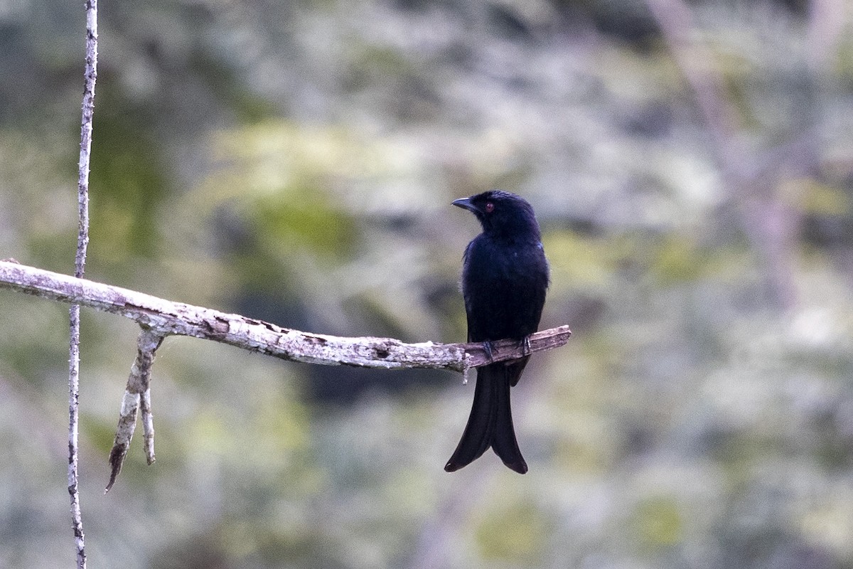 Velvet-mantled Drongo (Fanti) - Niall D Perrins