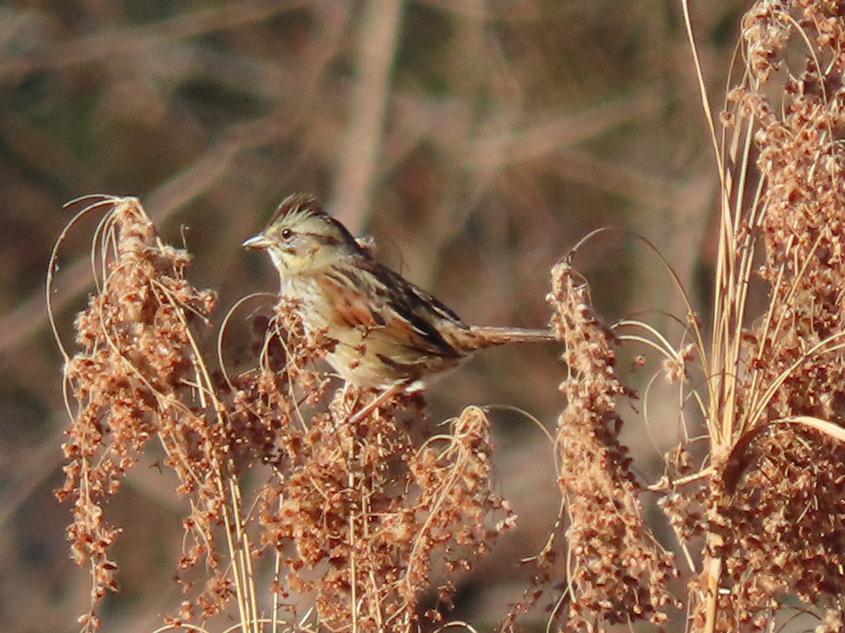 Swamp Sparrow - ML394261581