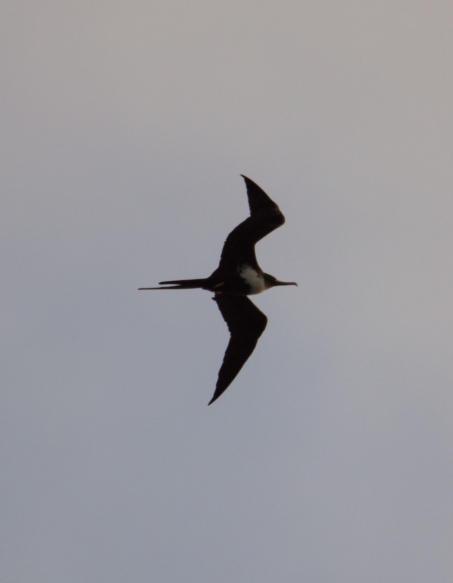 Great Frigatebird - ML394261621