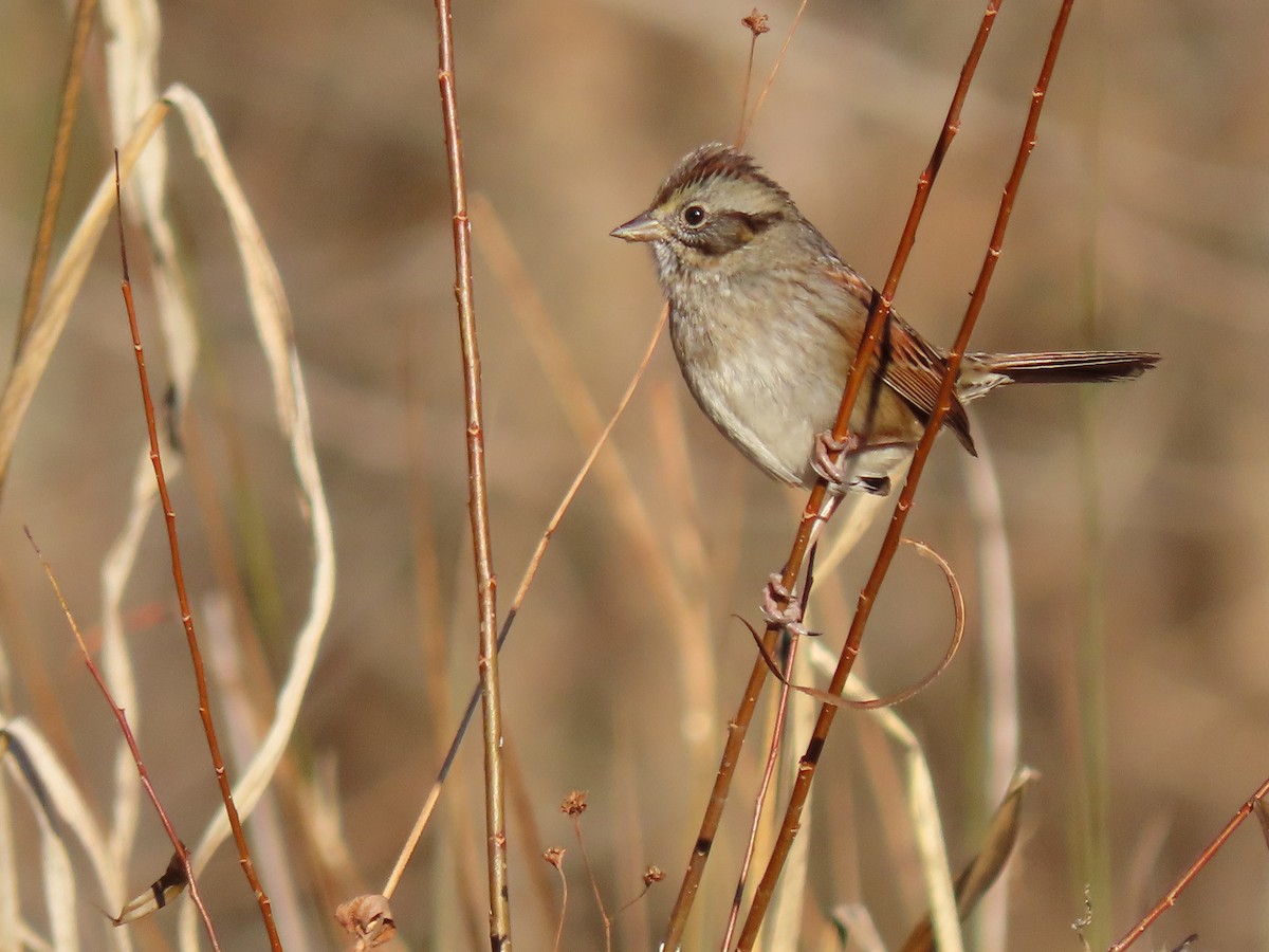 Swamp Sparrow - ML394261631