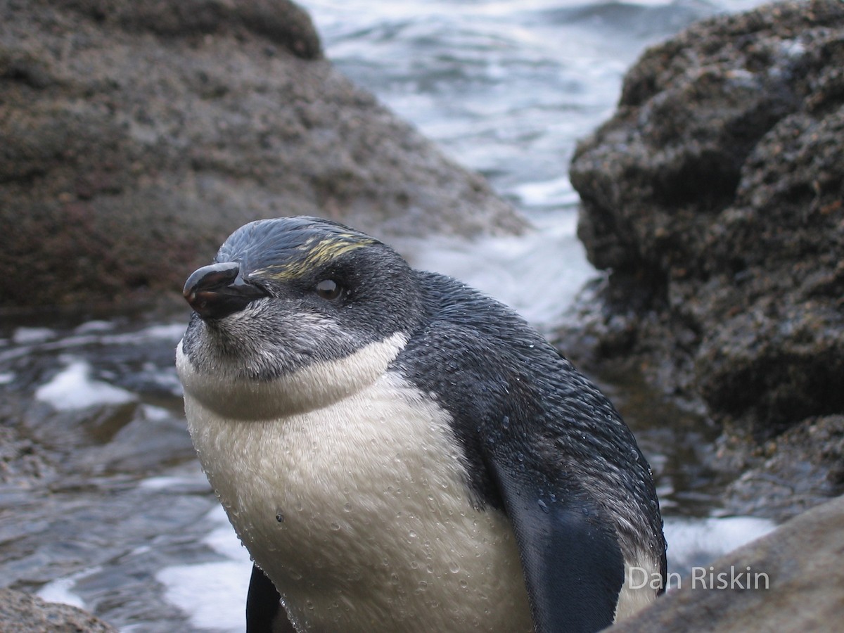 Fiordland Penguin - ML394261721