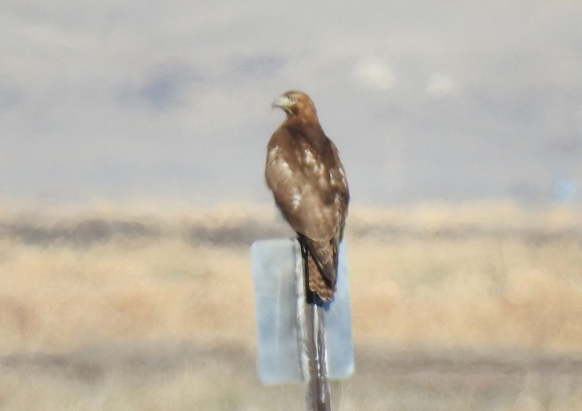 Bald Eagle - ML394262801