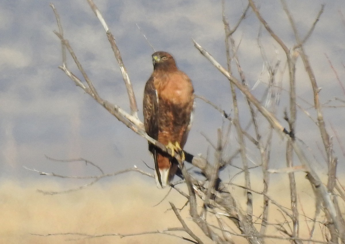 Red-tailed Hawk - ML394262851