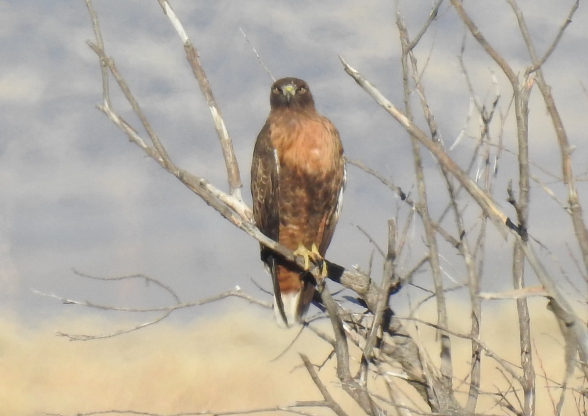 Red-tailed Hawk - ML394262901