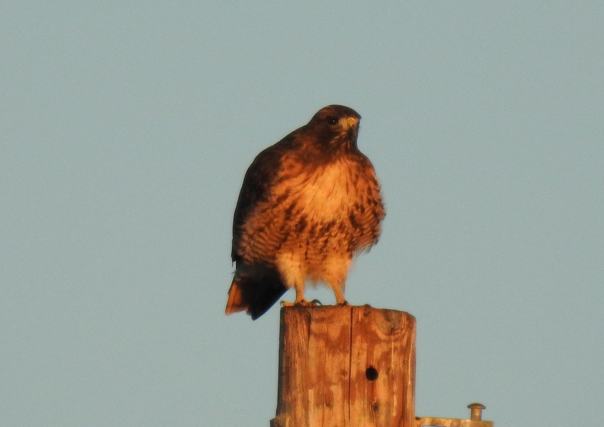 Red-tailed Hawk - ML394262921