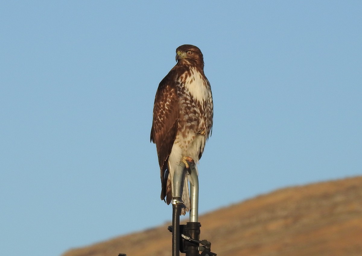 Red-tailed Hawk - ML394262951