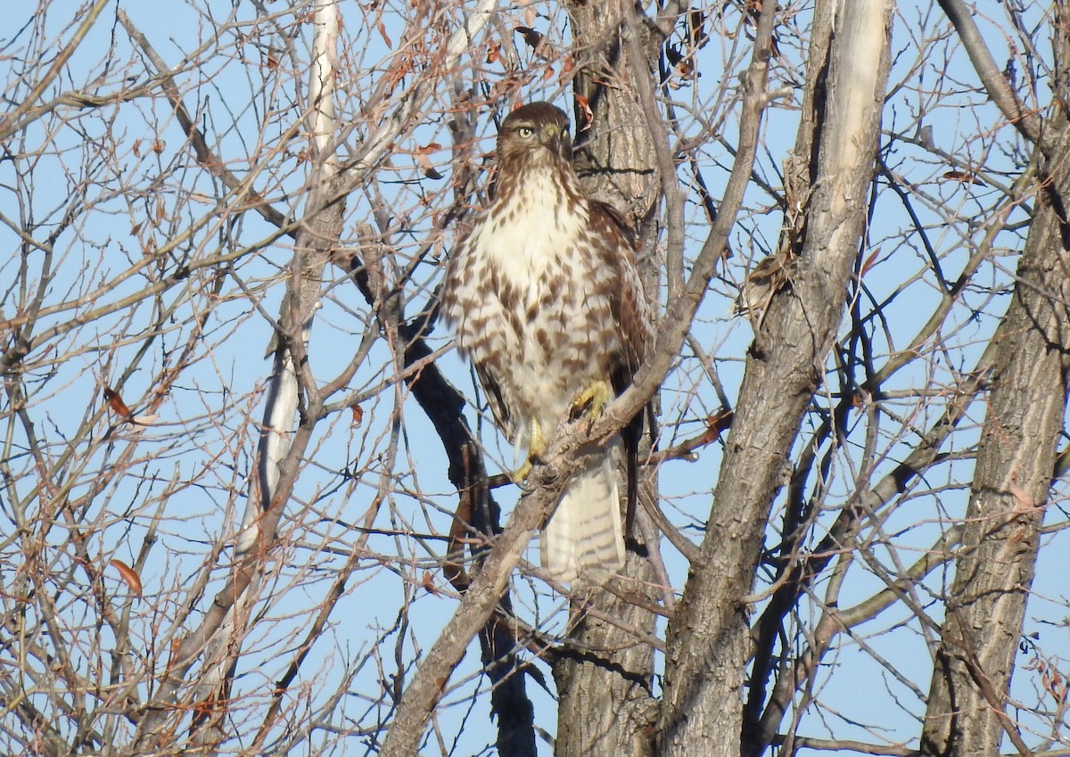 Red-tailed Hawk - ML394262961