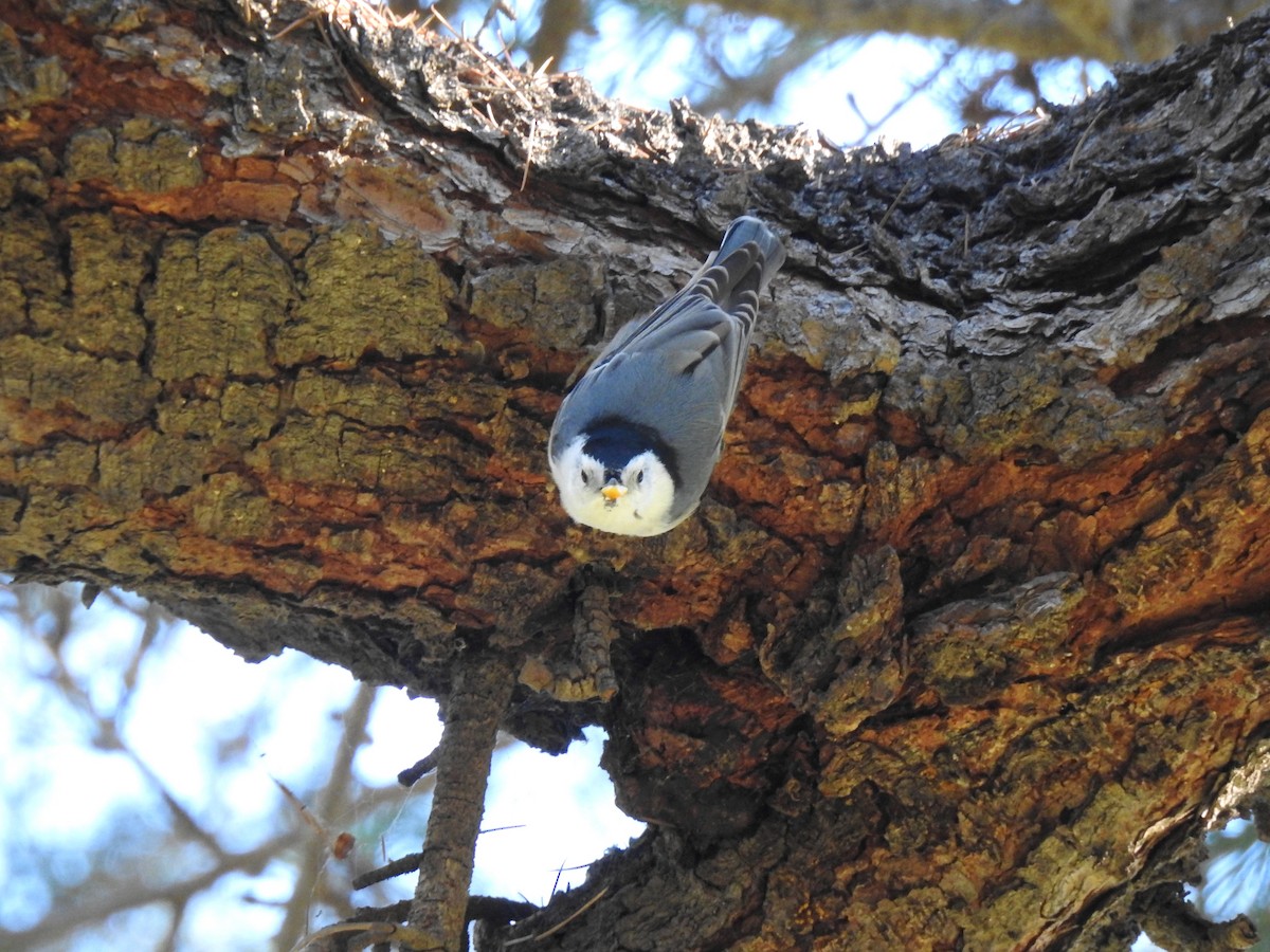 White-breasted Nuthatch - Sandra Blair